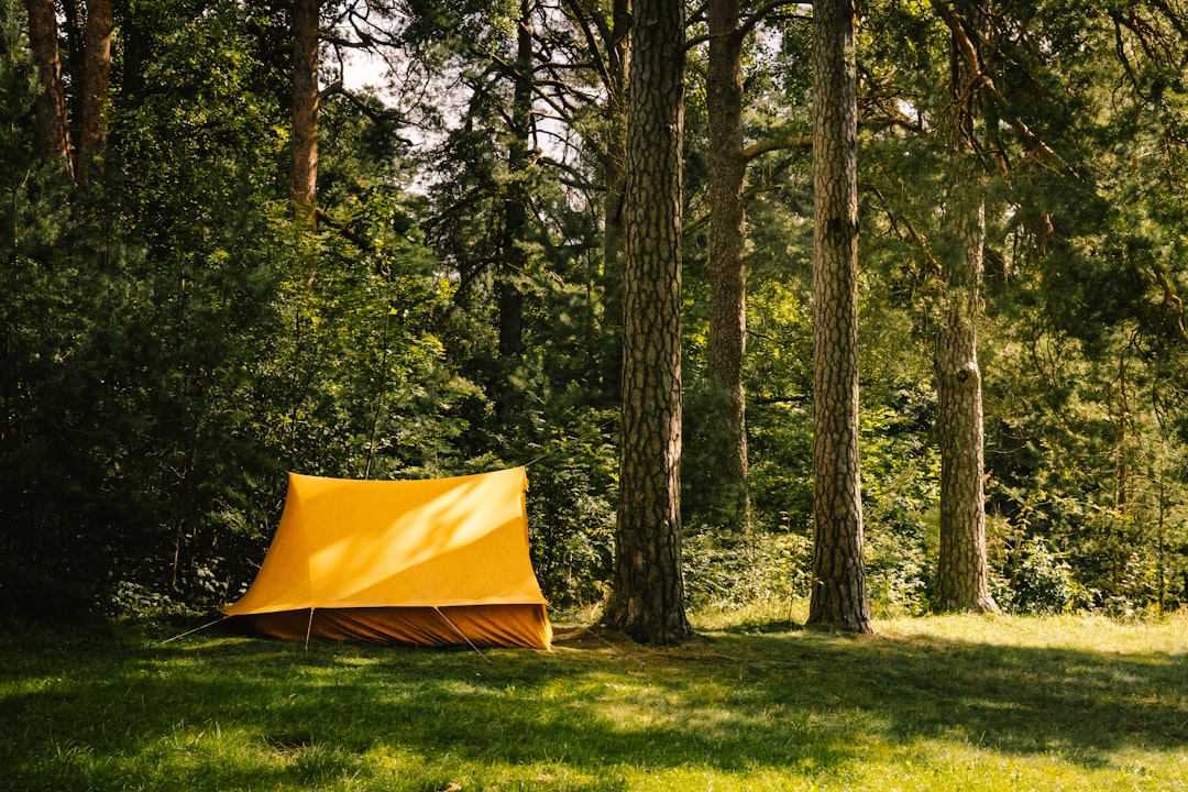 Bright yellow tent standing in a peaceful forest clearing on a sunny day.